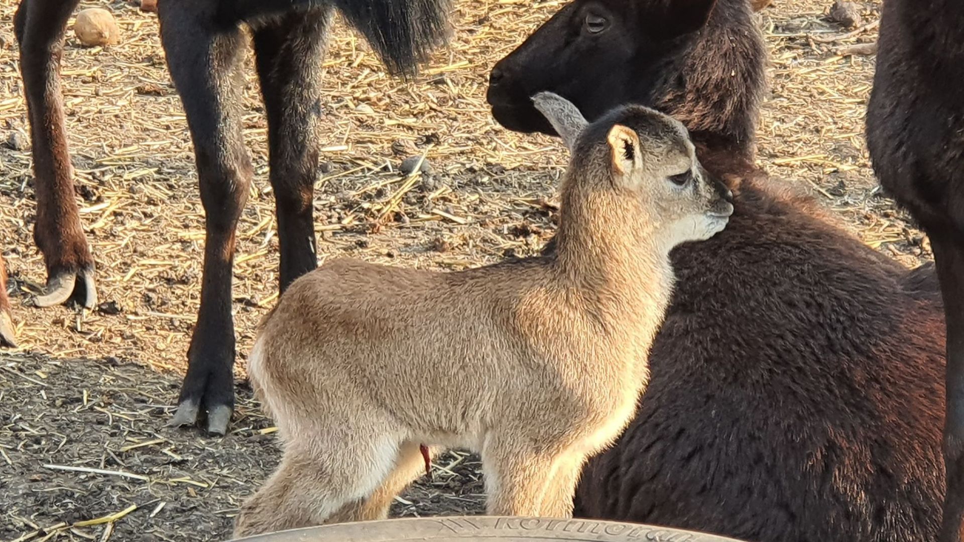 В зоопарк в Бургас се родиха ламата Корона и муфлончето Вируслав