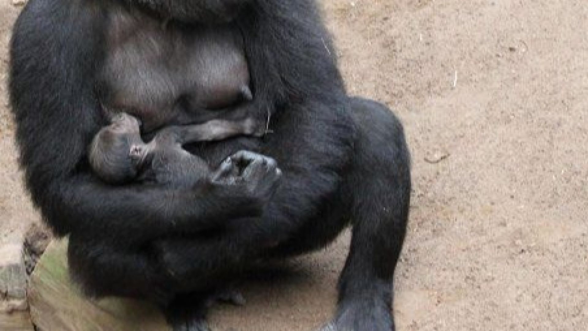 Горила се роди за пръв път в зоопарка в северния