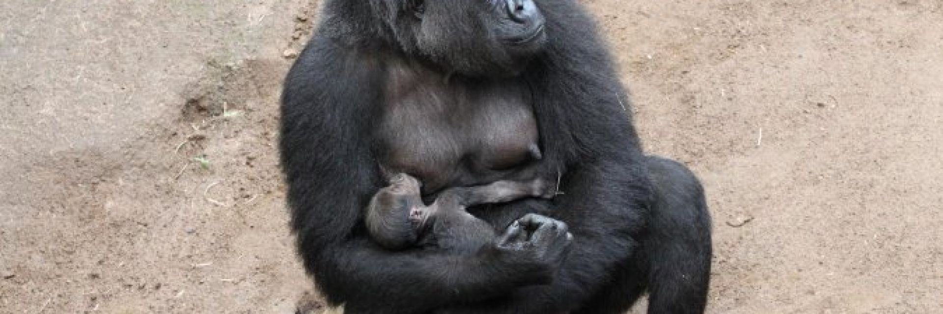 Горила се роди за пръв път в зоопарка в Рощок (видео)