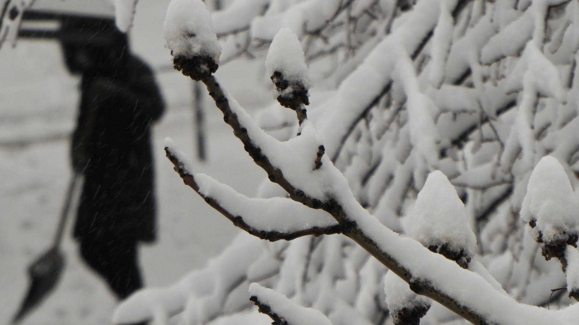 Закъснялата зима донесе сняг в София а през деня валежите