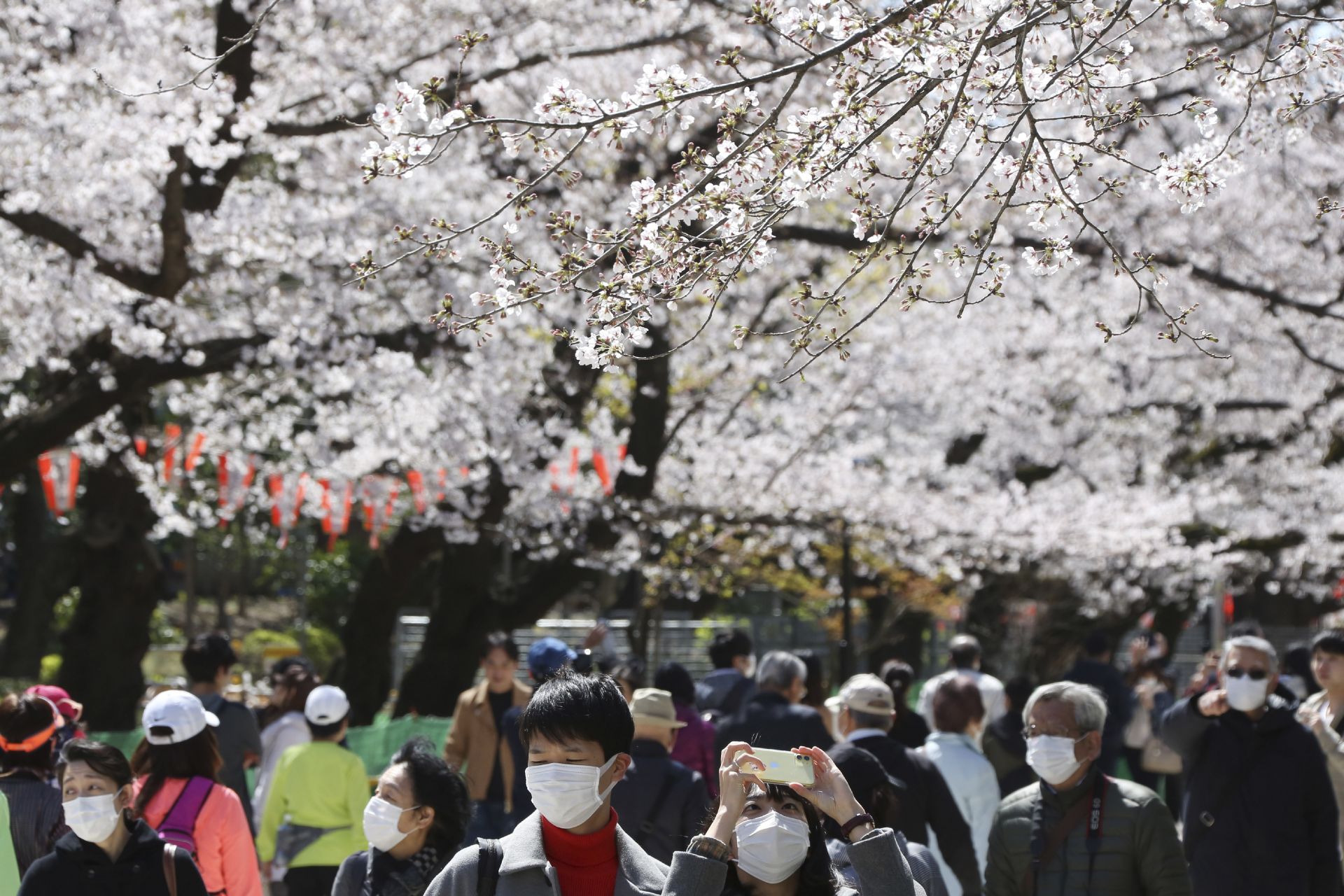 Японците се радват на цъфналите вишни и маските не им пречат, защото са свикнали с тях много преди пандемията