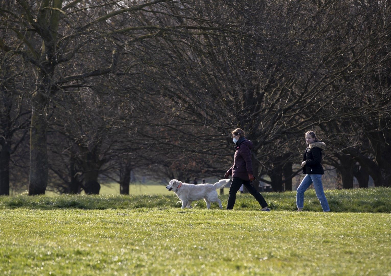 В парковете може да се разхожда кучета, стига стопаните им да не се събират на групи