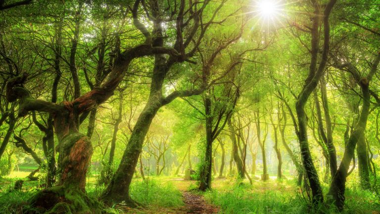 Древната гора Фанал  - истинско съкровище на природата с 500-годишни дървета