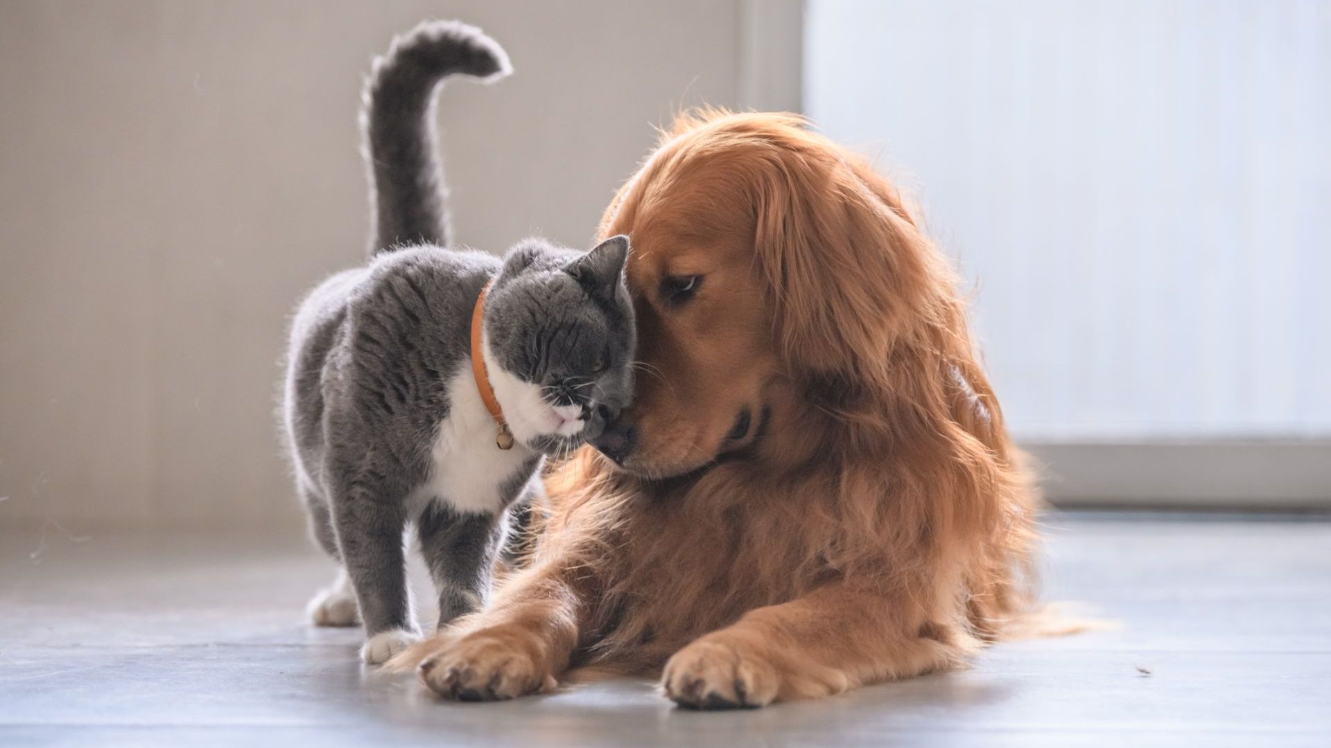 Котките могат да бъдат инфектирани с новия коронавирус, кучетата - по-трудно