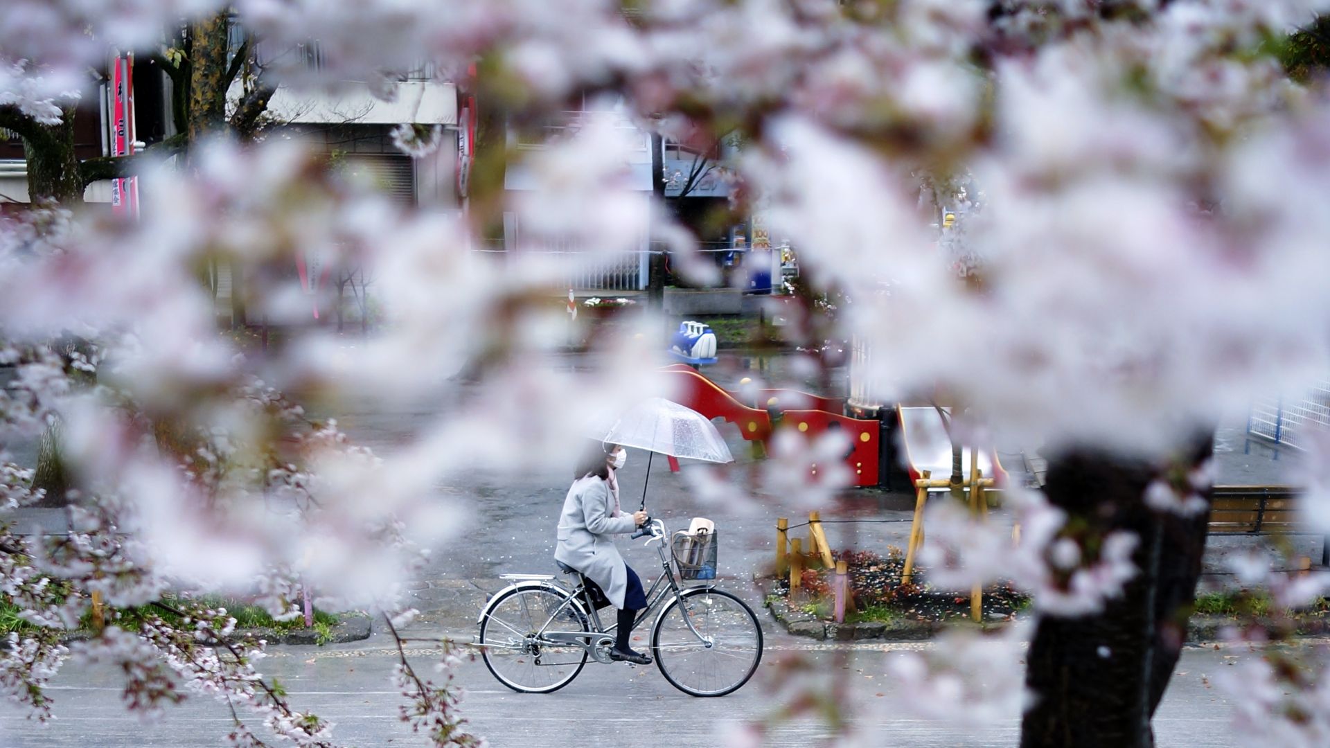 В сезона на цъфналите вишни древната японска столица Нара с