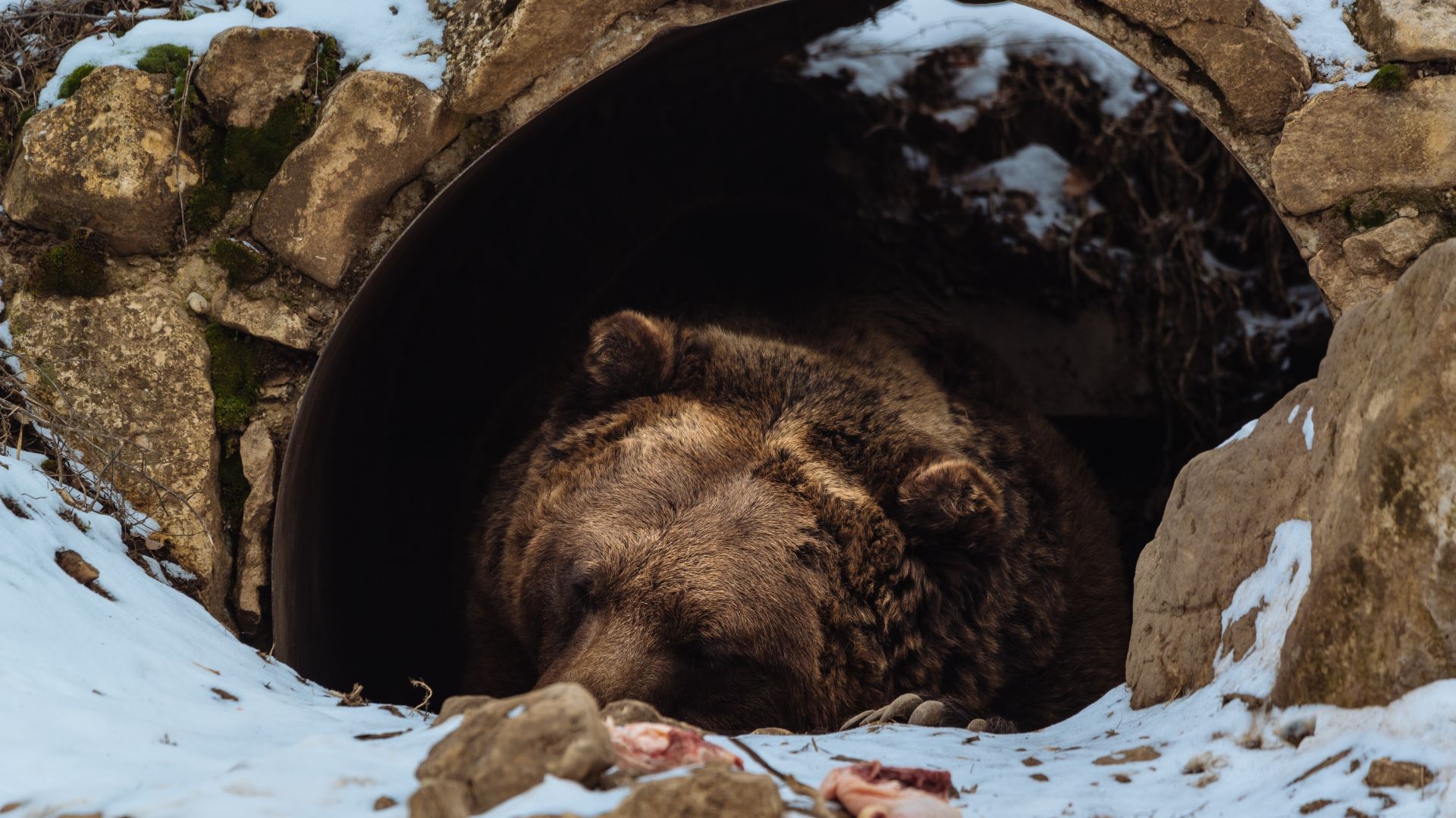 Защо европейските пещерни мечки са изчезнали