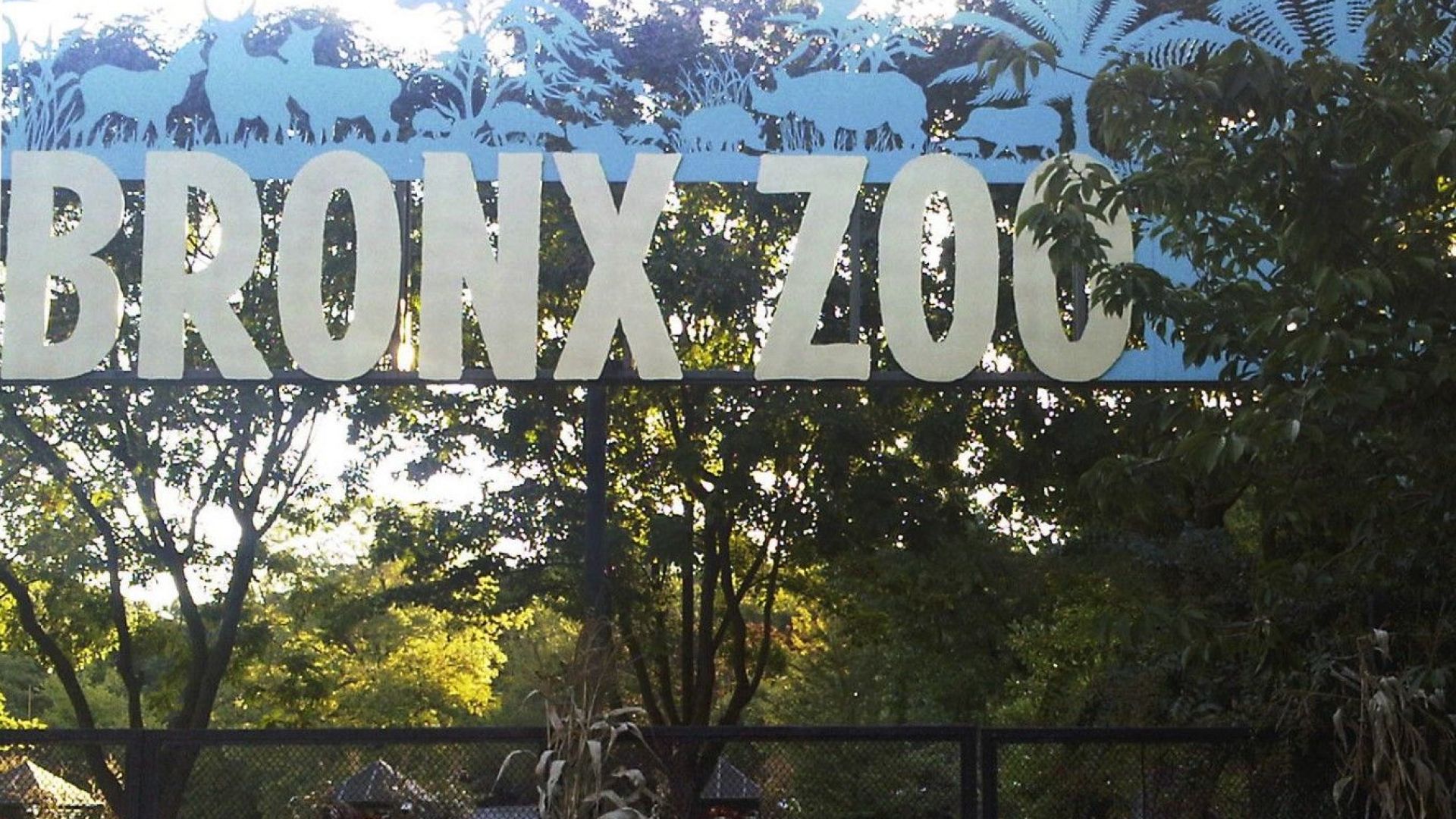 Тигър в Зоологическата градина на Бронкс в Ню Йорк даде