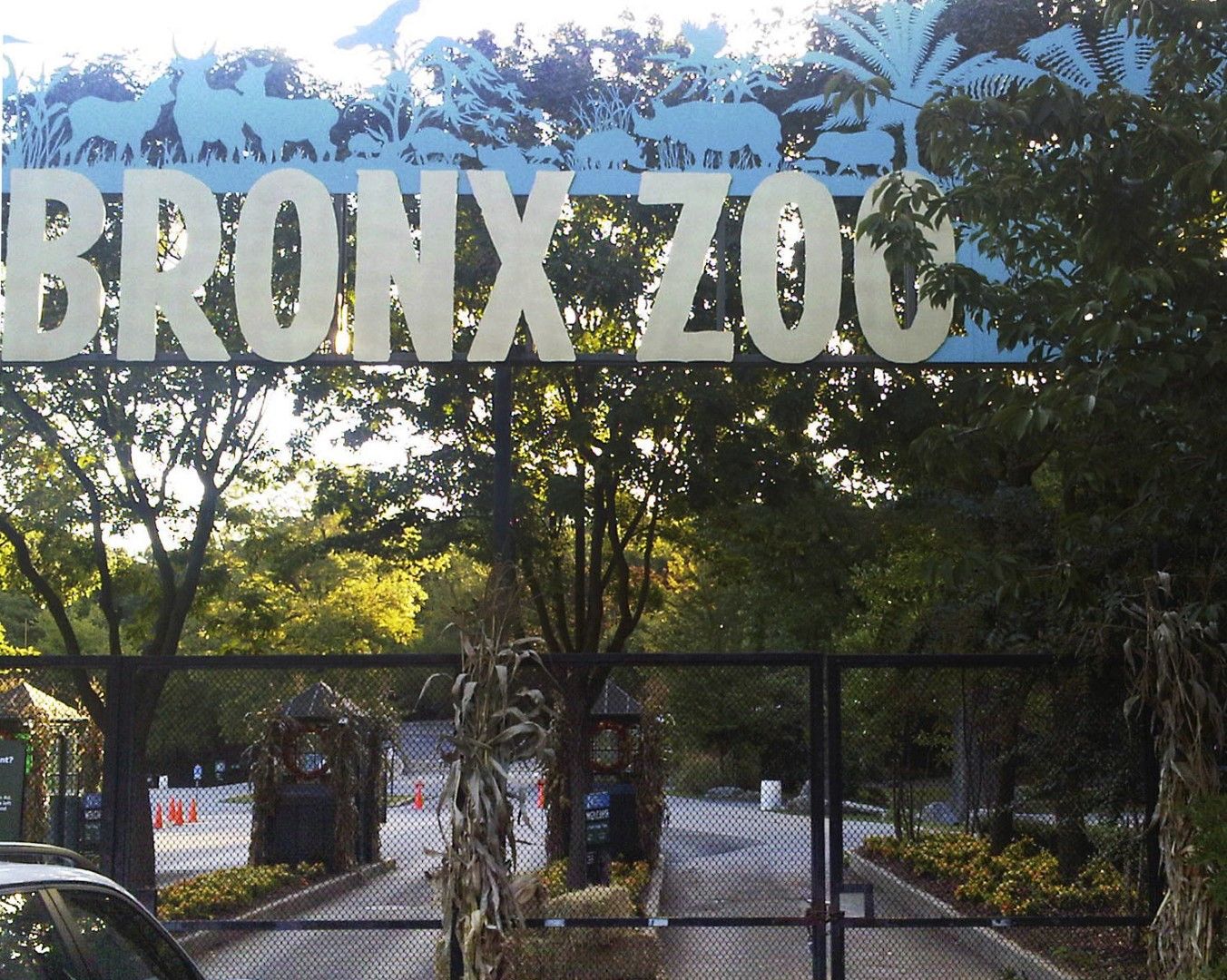 Тигър в Зоологическата градина на Бронкс в Ню Йорк даде положителна проба за респираторното заболяване, предизвиквано от новия коронавирус