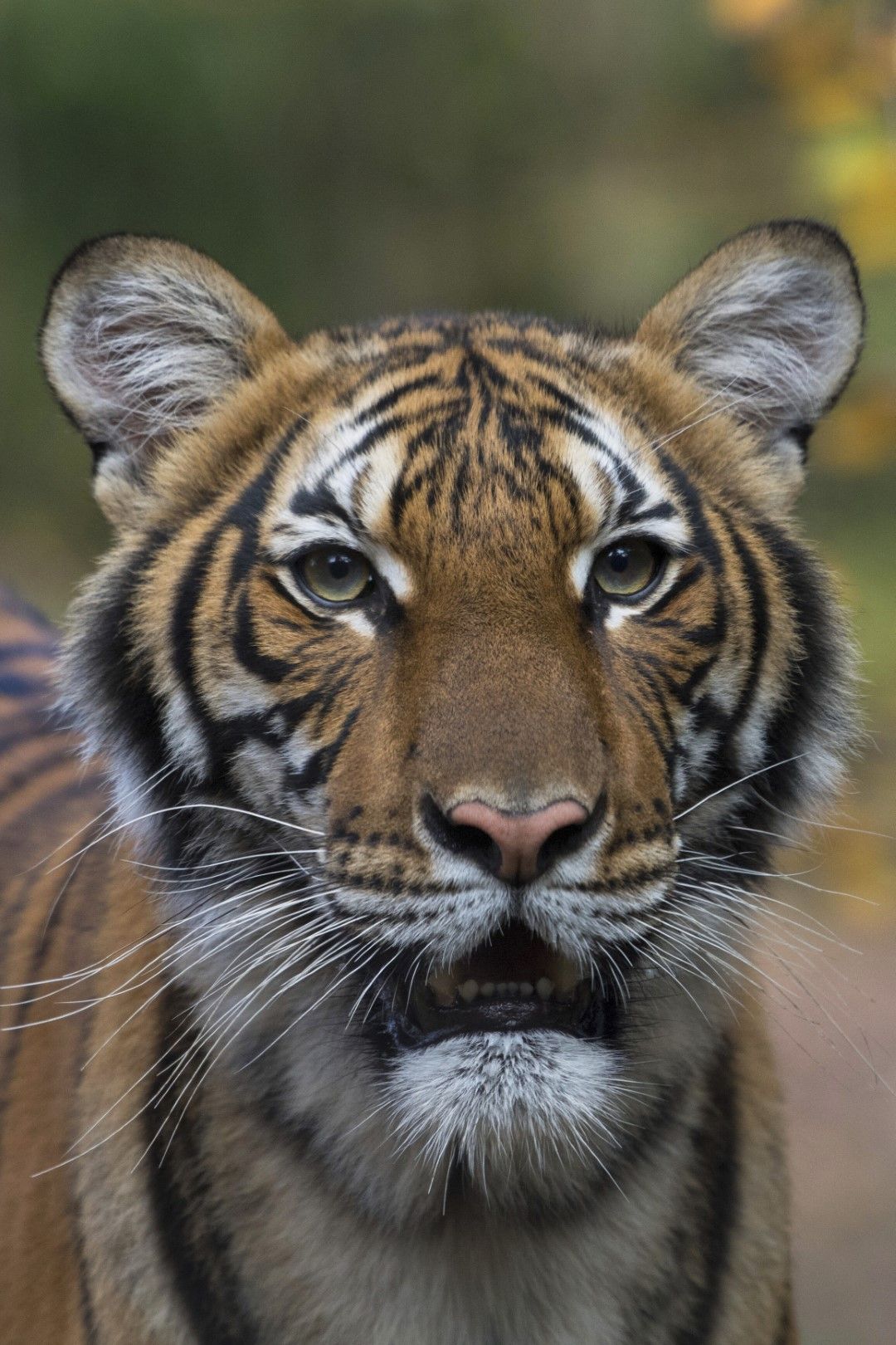 Тигрицата Надя от зологическата градина в Бронкс, Ню Йорк, е заразена с новия коронавирус