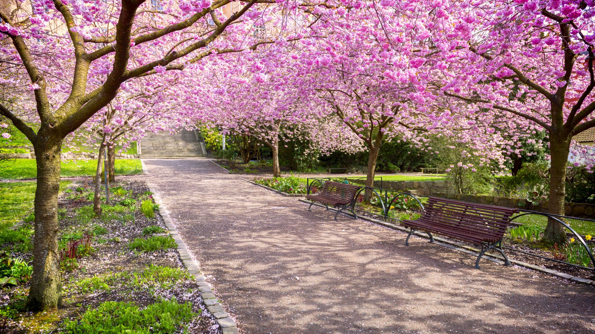 Черешовите дървета могат да компенсират парниковите емисии едно черешово