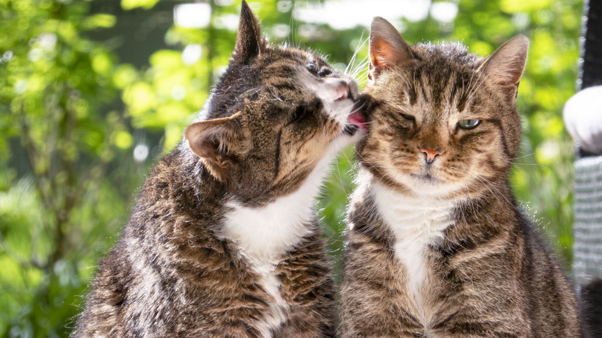 Ветеринари препоръчаха котките да не излизат от дома заради COVID-19
