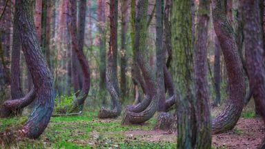 400 дървета, обвити в мистерия, правят рязък завой по пътя си към небето
