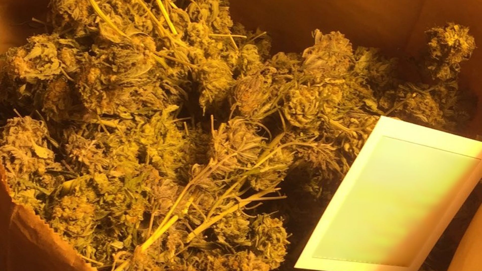 Столични полицаи разкриха домашна оранжерия за марихуана (снимки)
