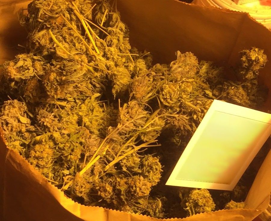 В дома на 54-годишен столичанин бе открита домашна оранжерия за марихуана