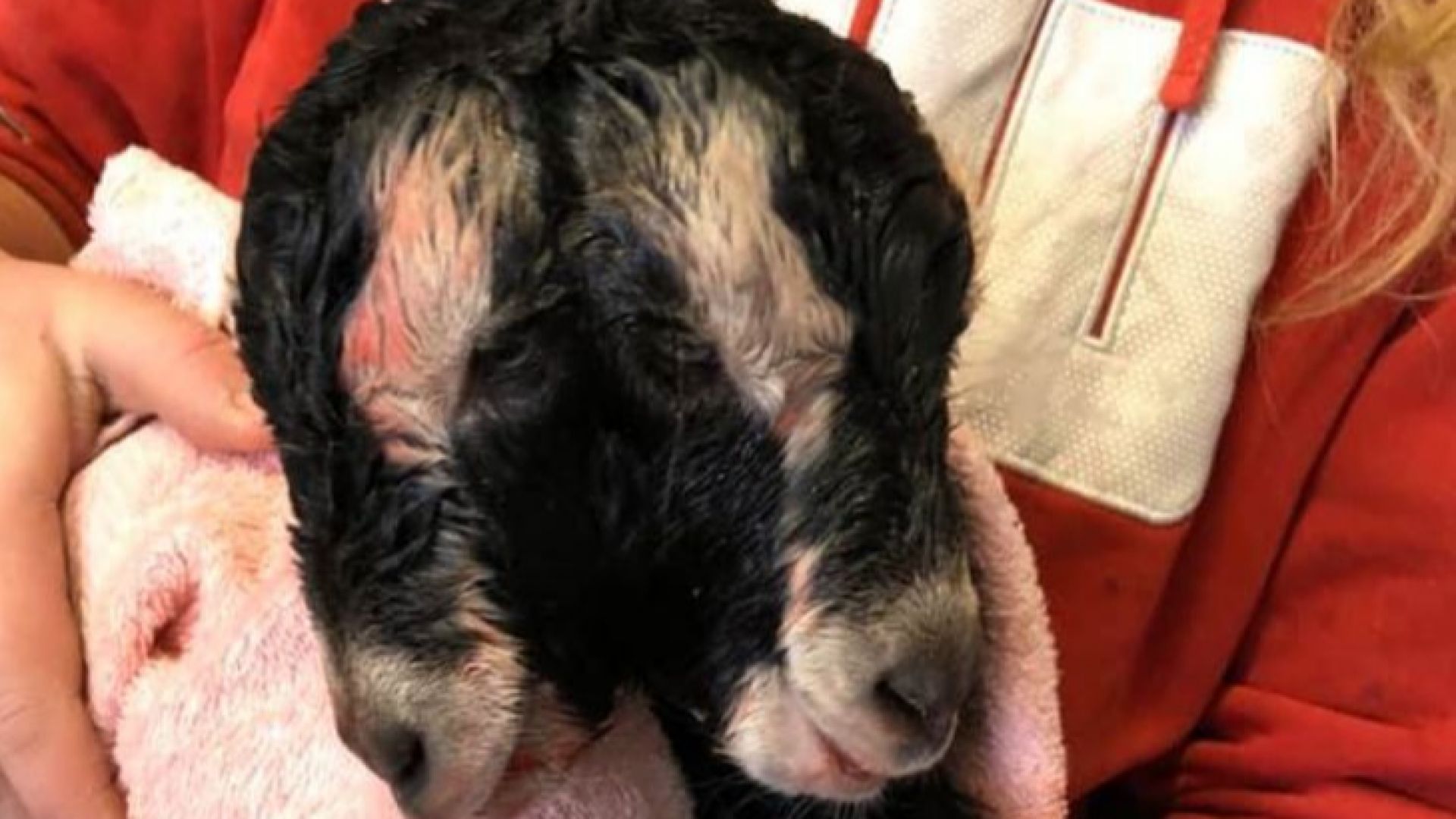 Във ферма в американския щат Уисконсин коза роди малко с