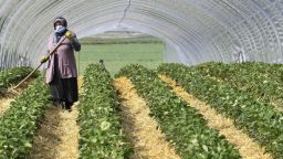 Нуждата от сезонни работници разчупва строгите правила в Европа