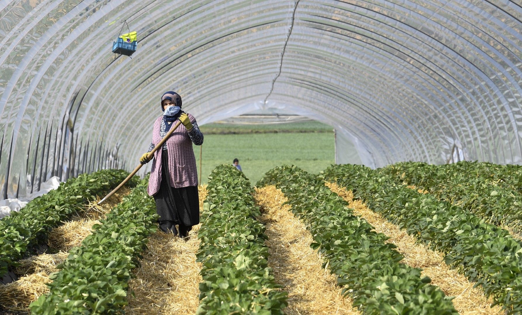 Работници от Източна Европа работят във фермите в Германия - берат ягоди или бели аспержи