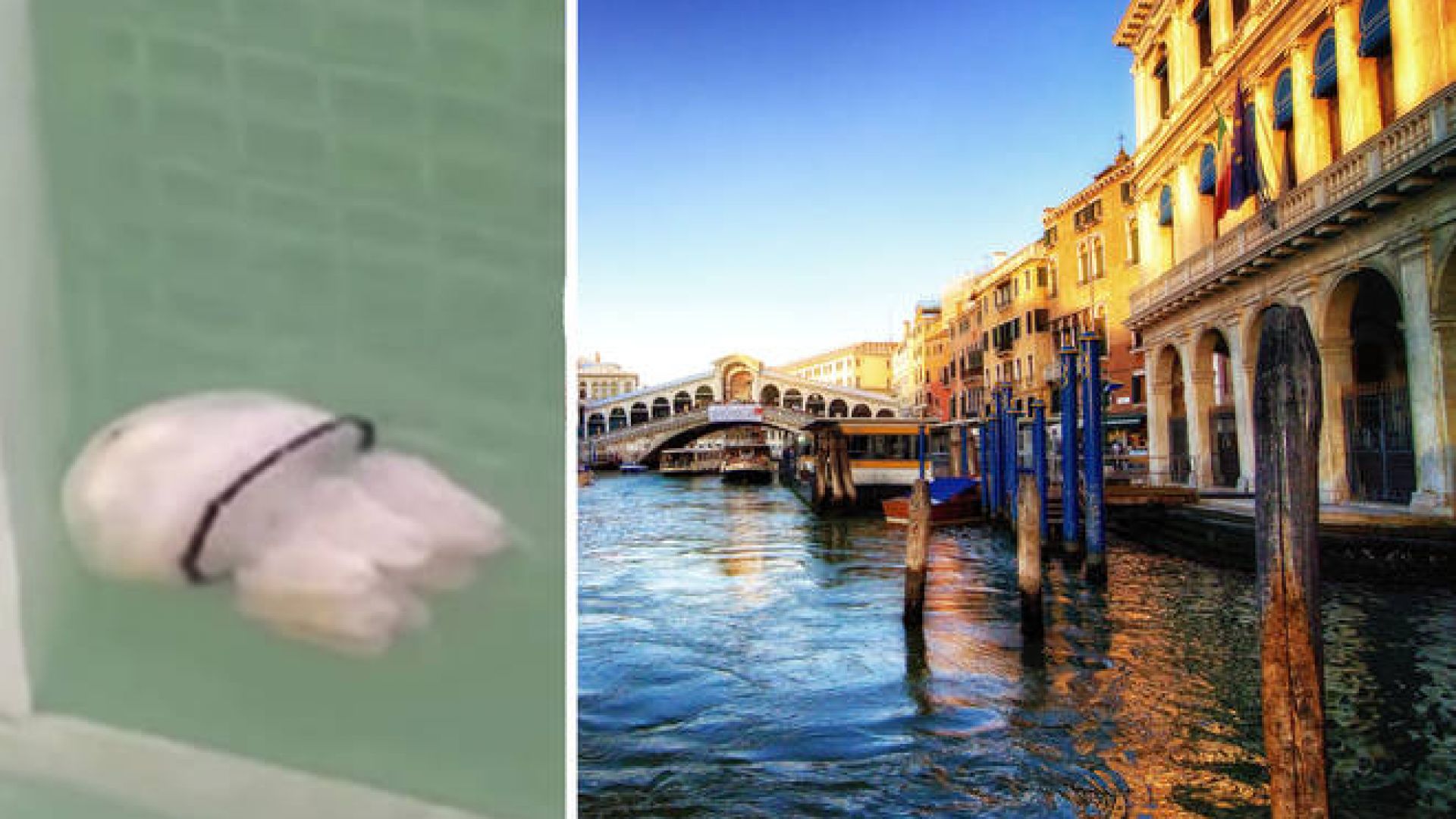 Медузи се носят по каналите на Венеция (видео)