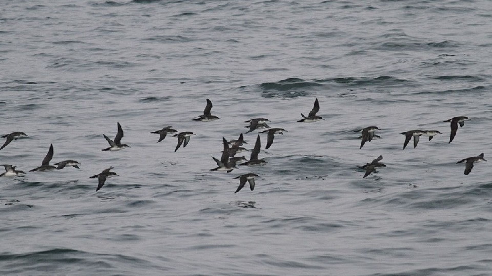 Открити са мъртви птици на плажа в Бургас Това съобщиха