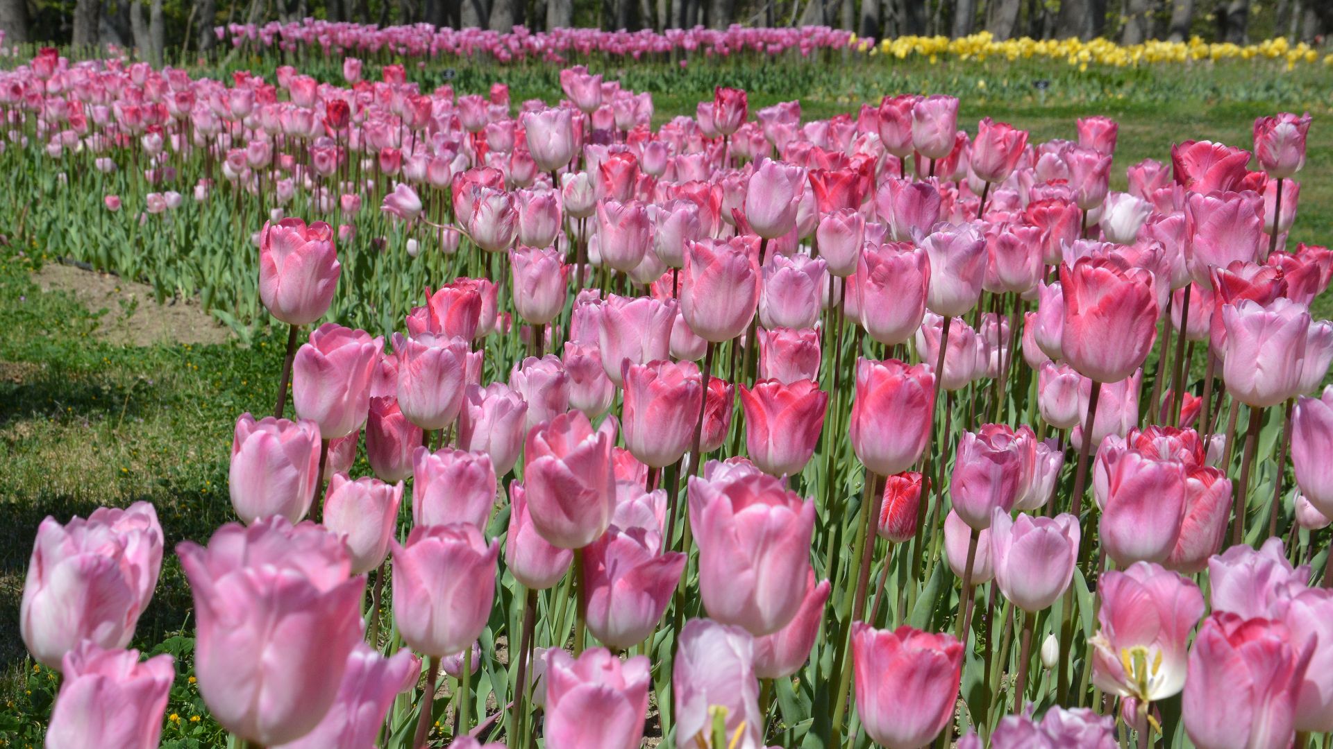 Столична община разработи План за действие за зелен град съобщиха