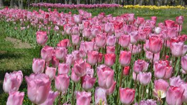 Програмата има за цел обновяване на междублоковите пространства общинска