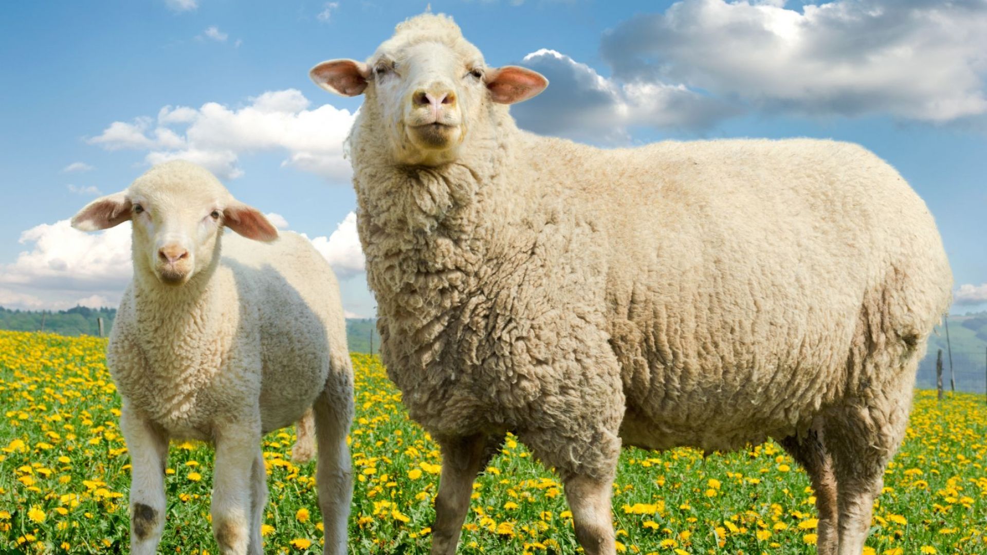  Овцевъдството в Испания усеща мразовития полъх на коронавируса