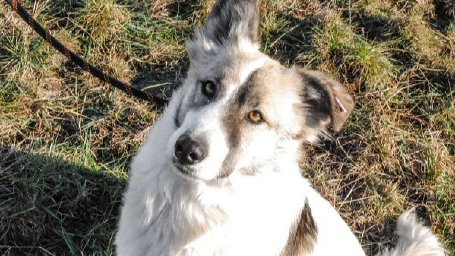 От началото на месец април 88 кучета от приютите на