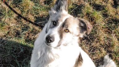 Ако сте с COVID 19 спазвайте мерките и към домашните любимци