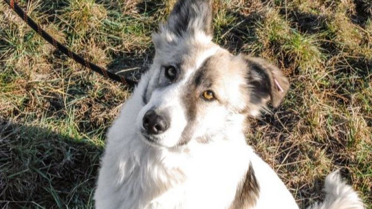 Ако сте с COVID-19, спазвайте мерките и към домашните любимци.