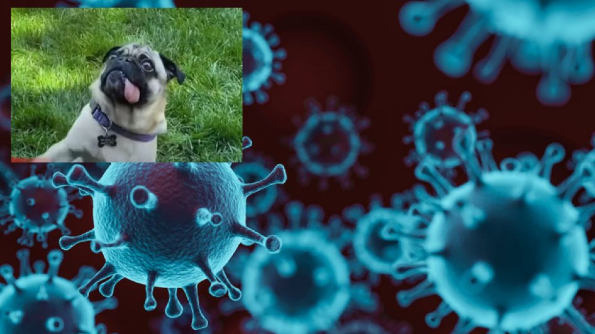 Мопсът Уинстън стана първото куче в САЩ, заразено с коронавируса (видео)