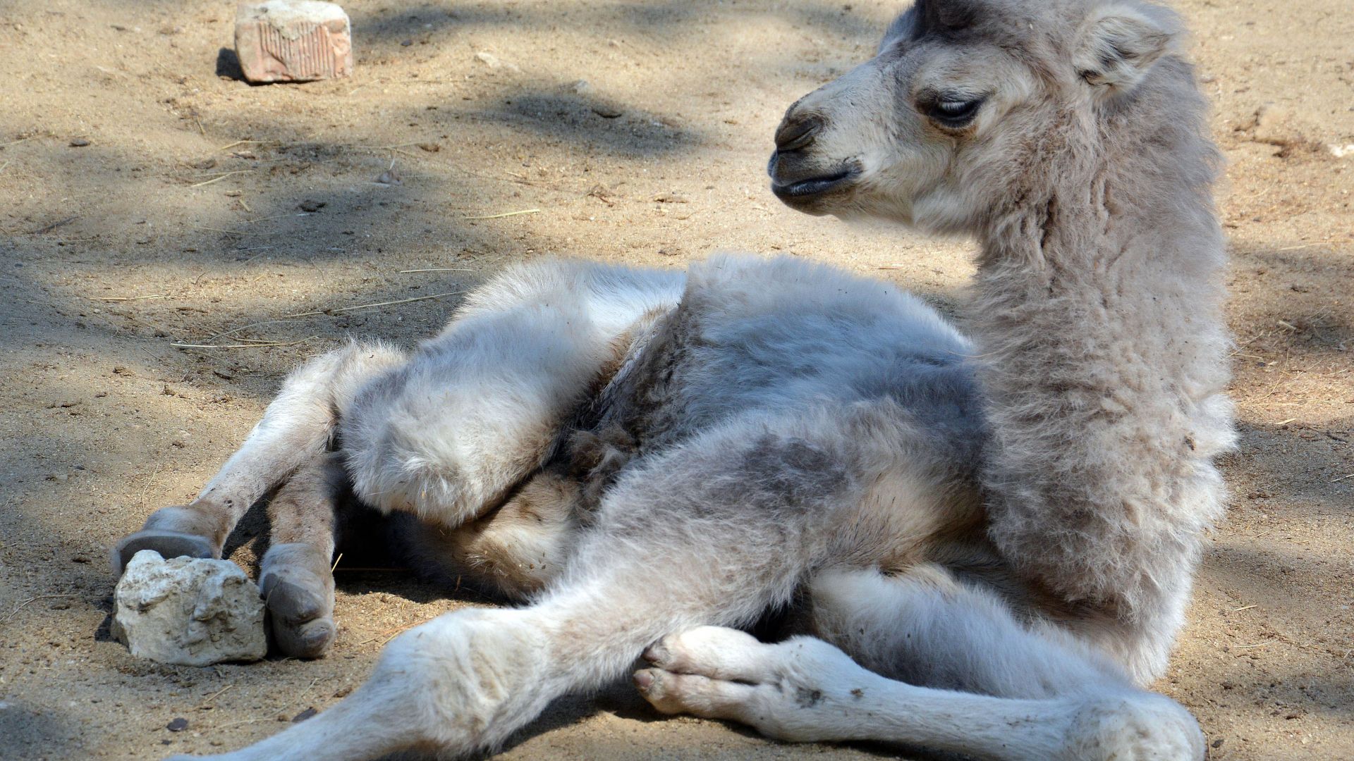 За първи път във Варненския зоопарк се роди бяло двугърбо