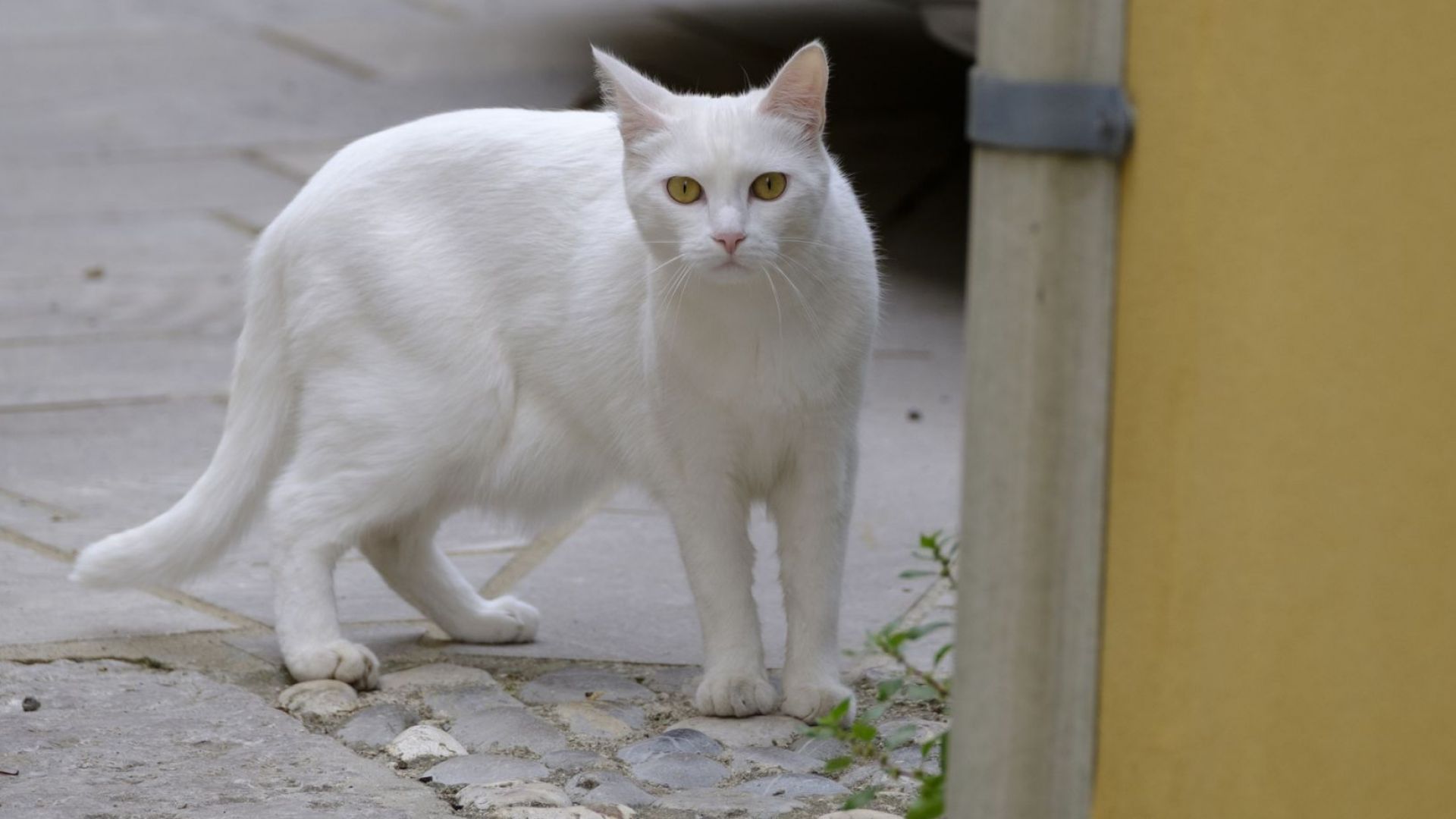Бездомен котарак си спечели осиновяване след като посочи на пазаруваща
