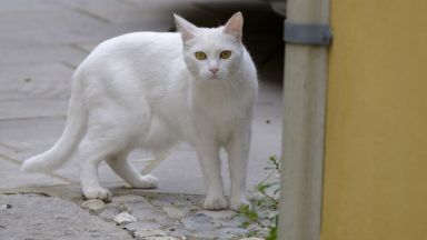 Бездомен котарак посочва на пазаруващи любимата си храна