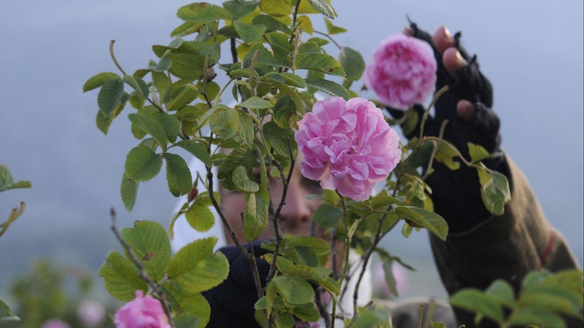 Броени дни преди началото на розобера розопроизводители от Карловско започнаха