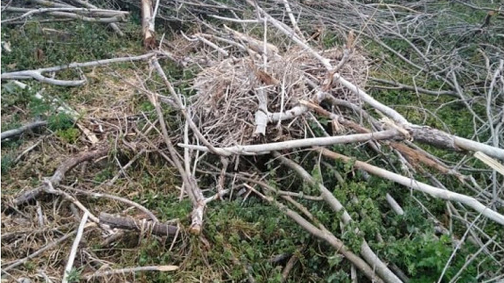 Българско дружество за защита на птиците е установило че гнездовата