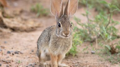 Зайците са били почти опитомени преди около 5000 години