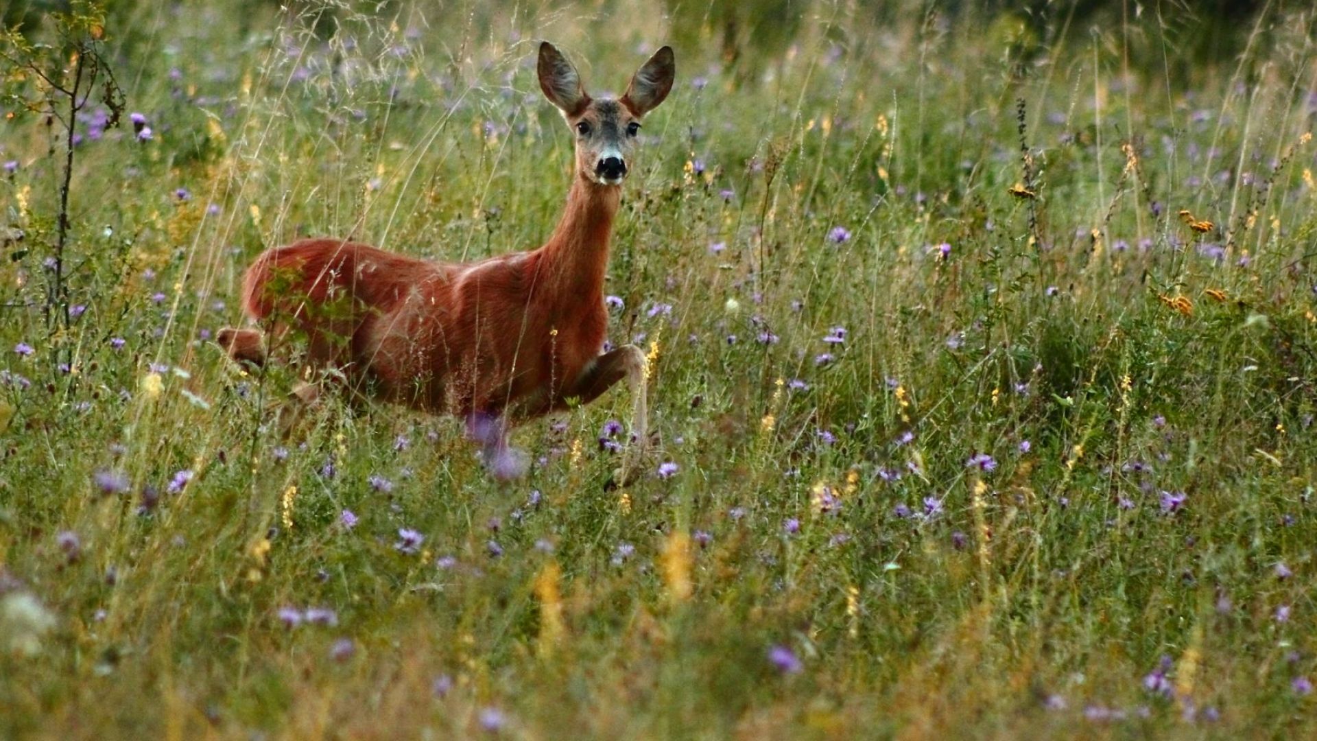 Горски експерти откриха убита сърна на територията на Природен парк