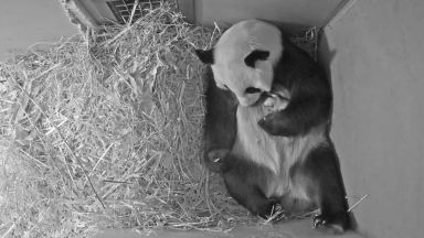 Показаха бебе панда, родено в зоопарк в Нидерландия (видео)