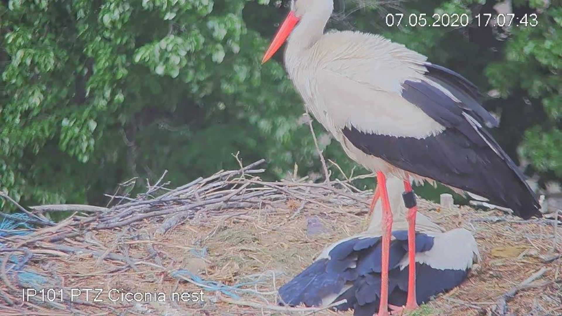 Видеонаблюдение улови специален момент от живота на щъркелите в пловдивското