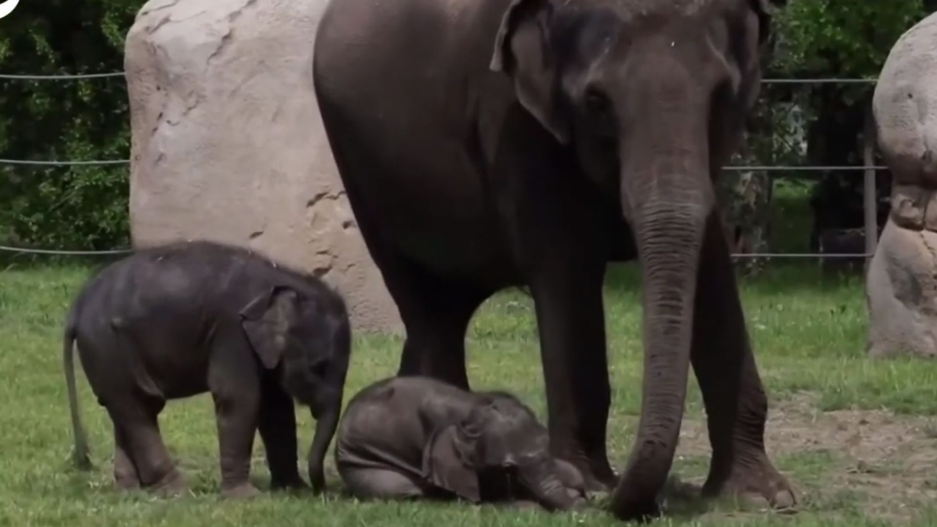 Две малки слончета бяха показани за първи път пред публика