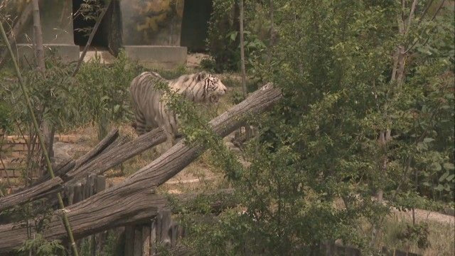 От днес зоологическата градина в София отваря врати а най голям