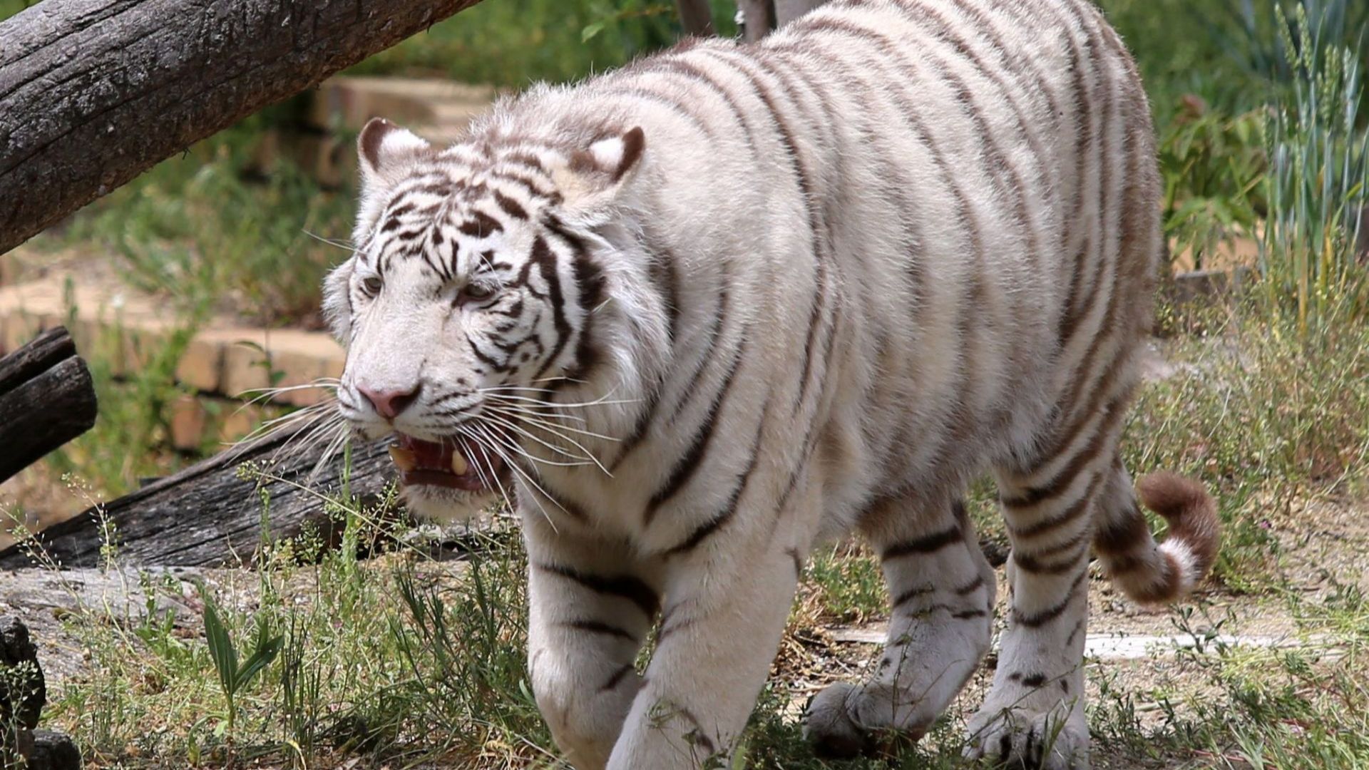 Супер атракция в Столичния зоопарк - бял бенгалски тигър