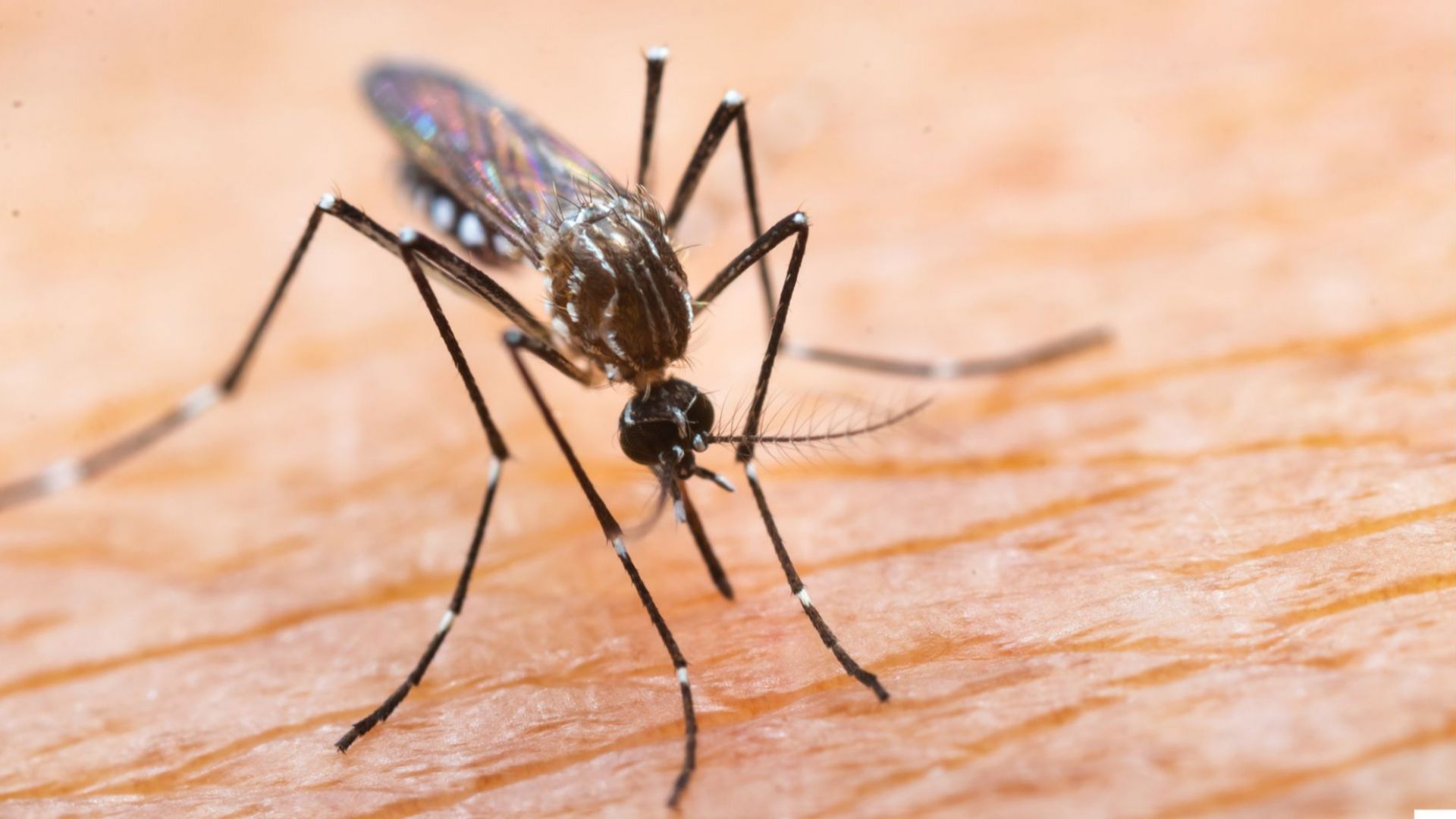 Ел Ниньо и затоплянето възкресяват маларията в много региони на света