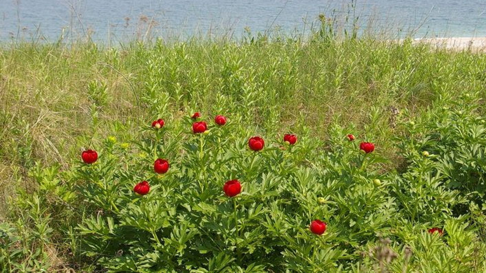 Неизвестни са разорали част от уникалните Понто сарматски степи в Каварненско На