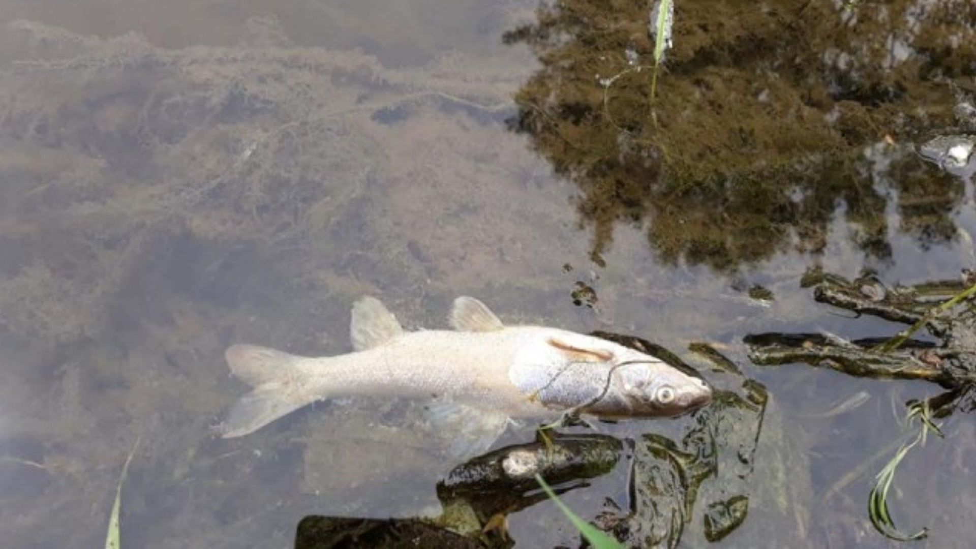Десетки мъртви риби изплуваха от Стара река в с. Исперихово 