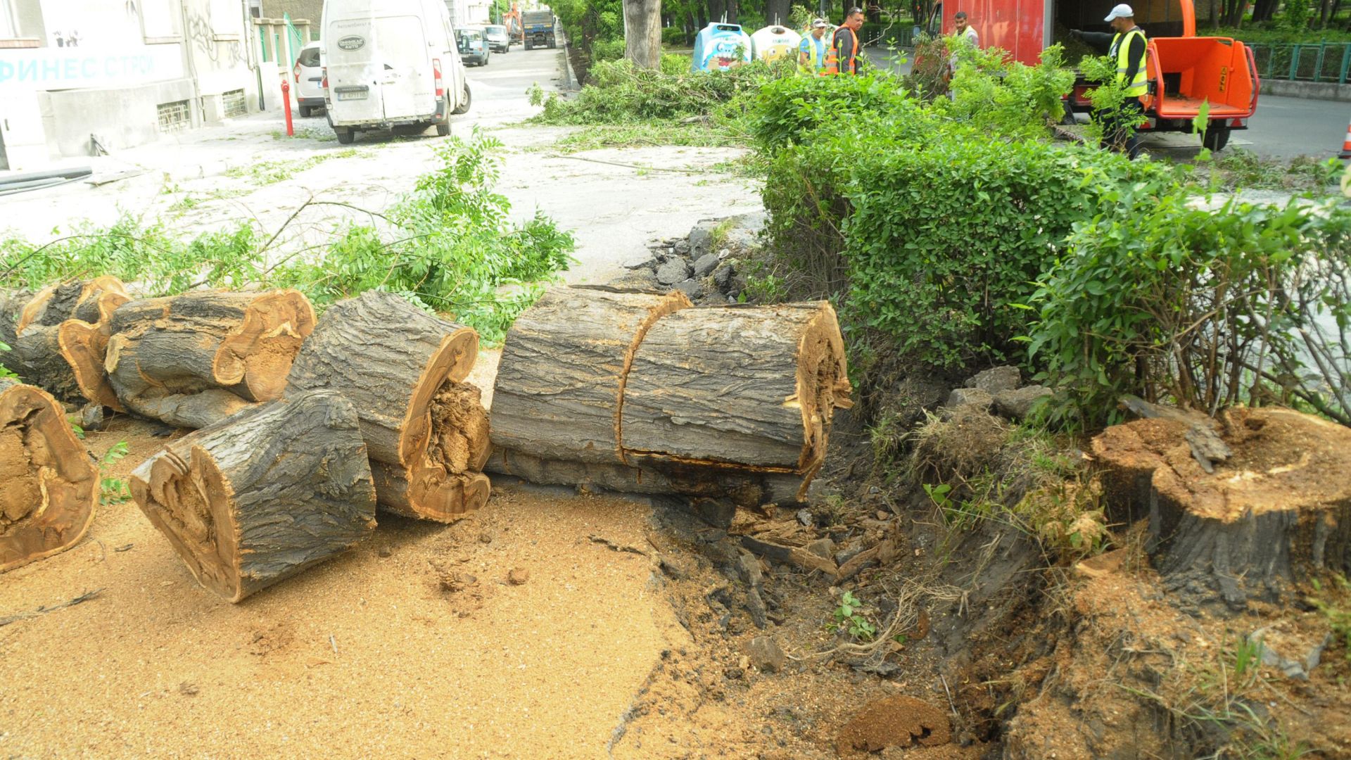 Изгнило дърво рухна на бургаски булевард (снимки)
