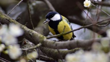 На 3 октомври събота ще отбележим Европейските дни на птиците