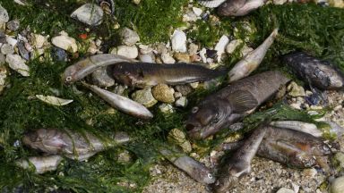Няма връзка между измрялата риба във Варна и спуканата тръба с фекални води