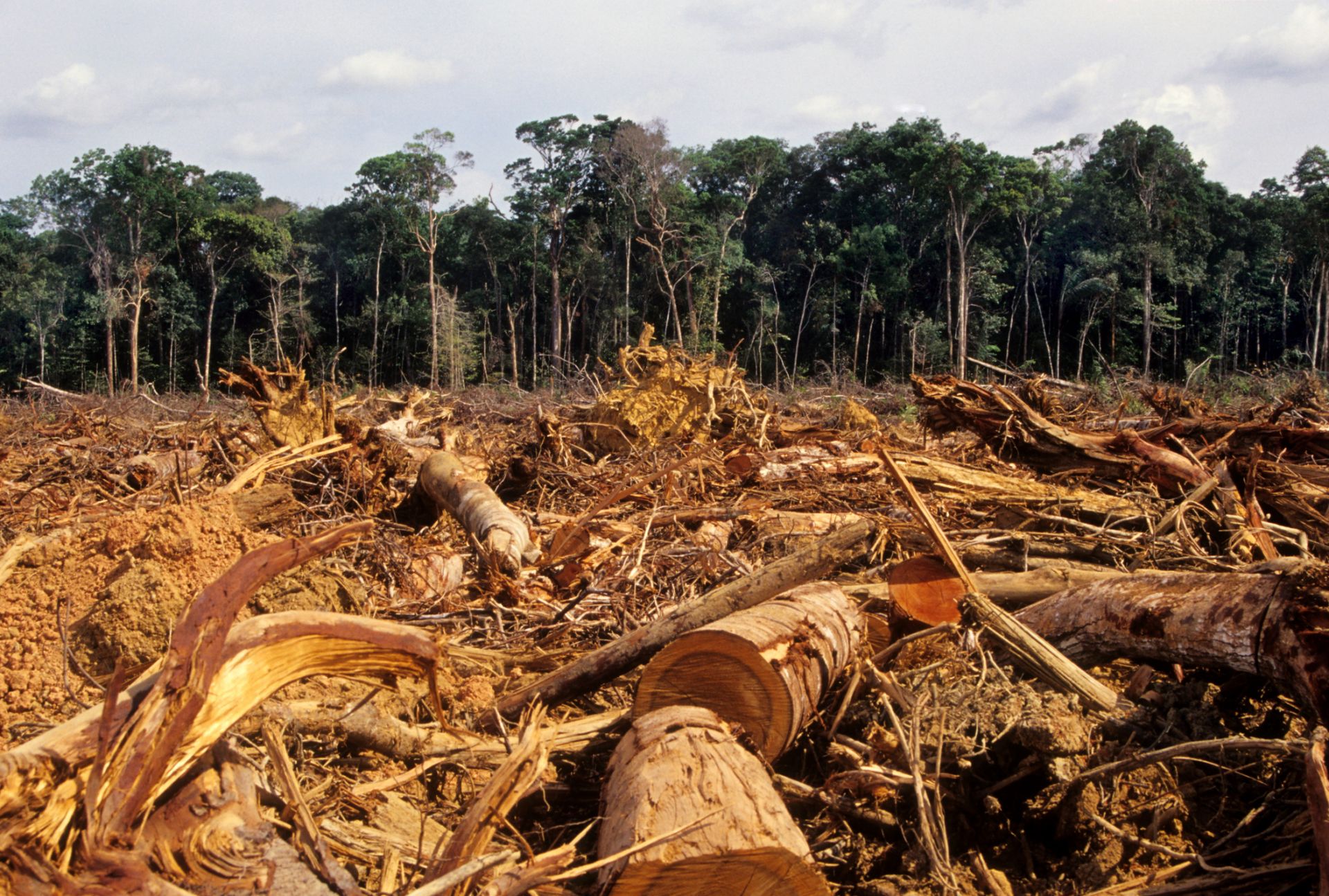 ЕС отлага въвеждането на по-строги правила за вноса от обезлесени райони