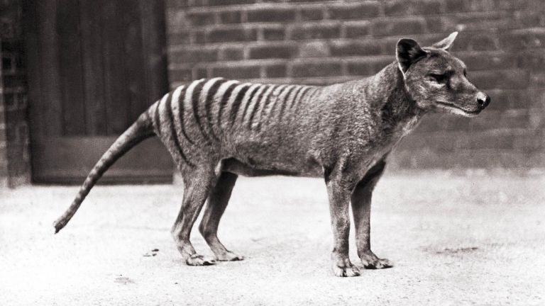 Откриха забравени кадри на изчезналия тасманийски тигър